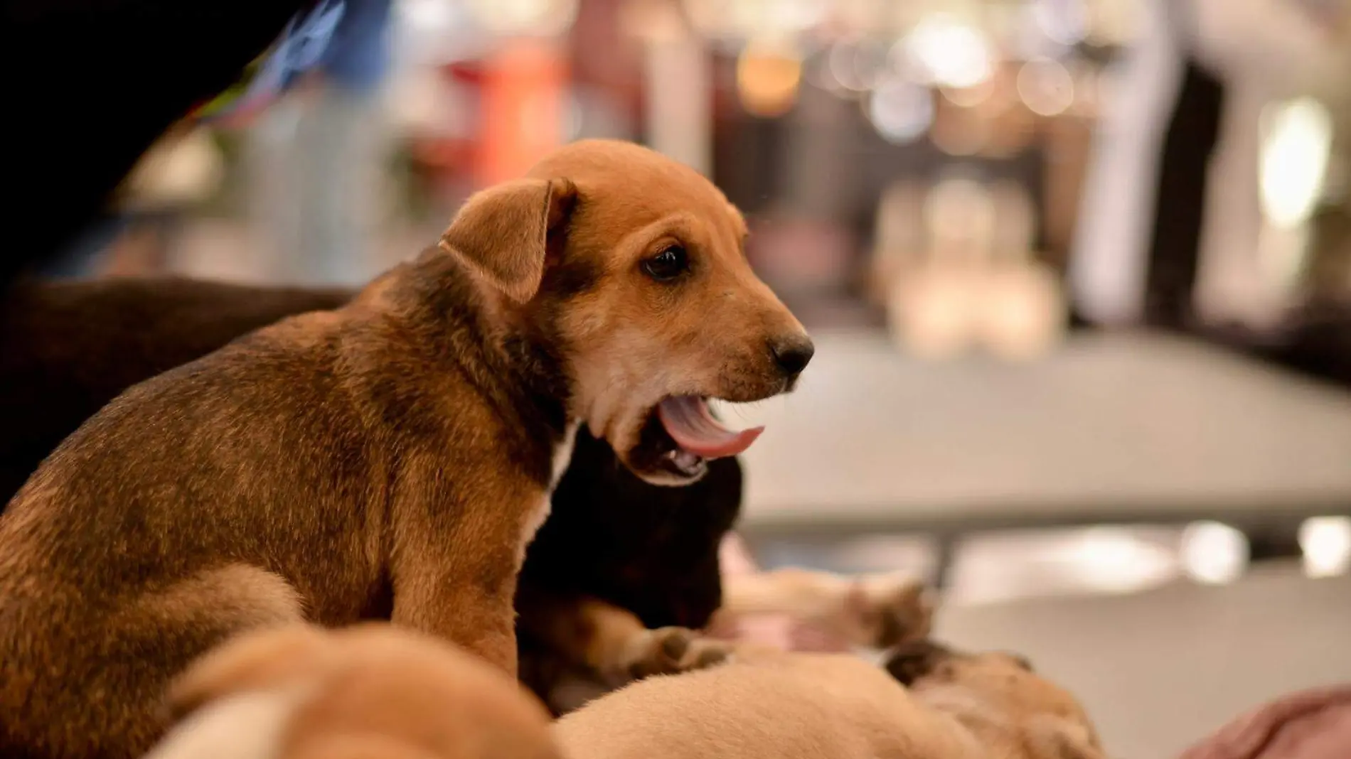 perritos adoptados (28)